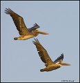 _7SB9613 brown pelicans